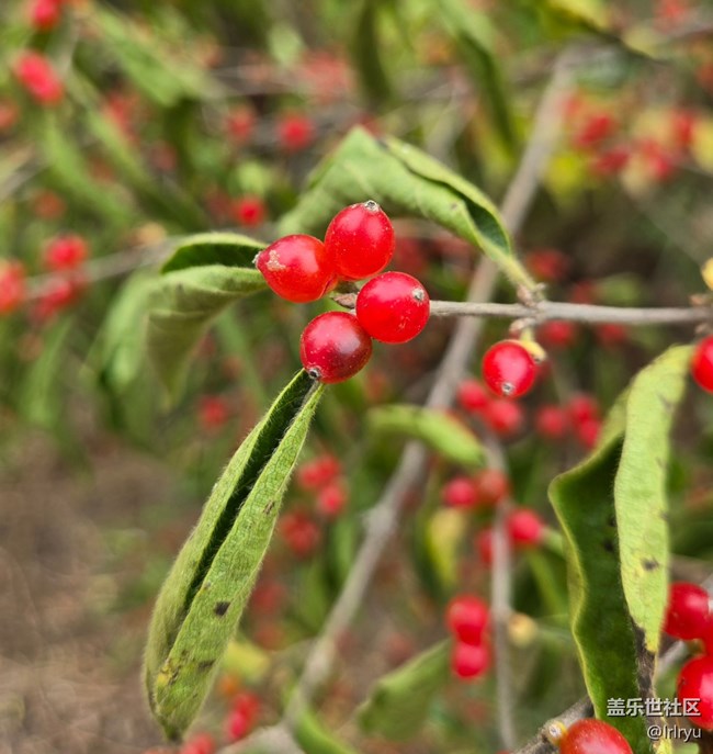 【與秋天合個影】秋實點點