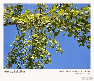 【秋尾拾光】+銀杏樹葉