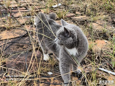 【秋尾拾光】戶外遛貓