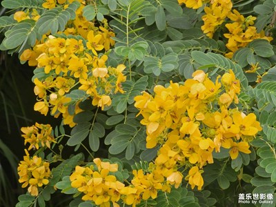 【秋尾拾光】決明花