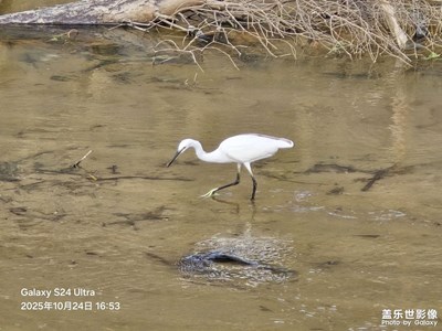 【秋尾拾光】闖入三星手機鏡頭里的白鷺