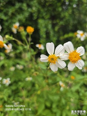 【秋尾拾光】闖入三星微距鏡頭里的??