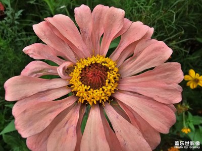 【秋尾時光】花草樹