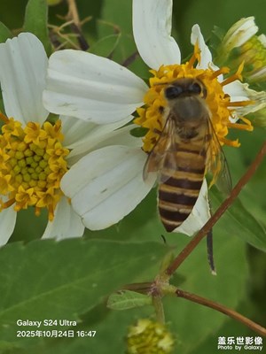 【秋尾拾光】三星微距鏡頭下的小蜜蜂