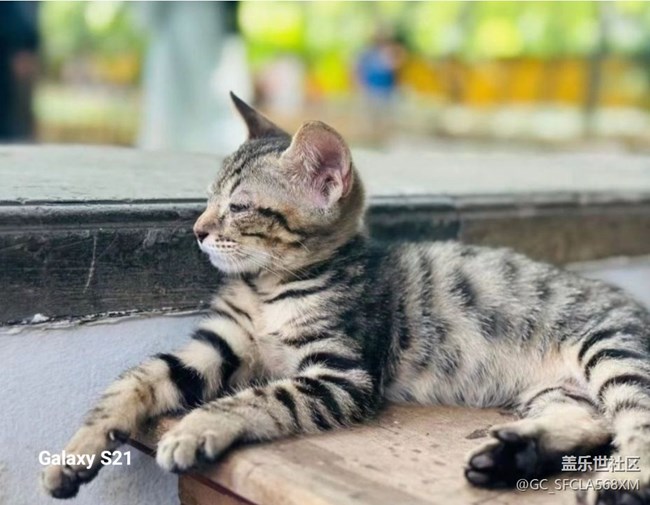 【拾秋鏡畫】西園寺