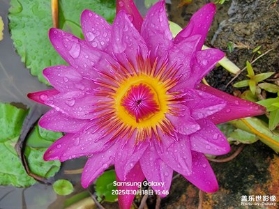 【秋尾拾光】+公園的花