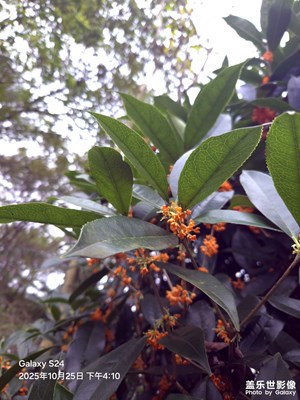 【秋尾拾光】秋日小景