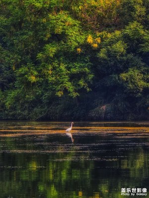 【秋尾拾光】+秋蘆飄雪
