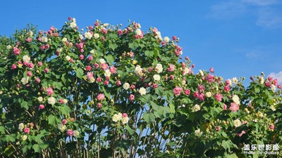 【秋尾拾光】+成都易園蜀西秘境看芙蓉花
