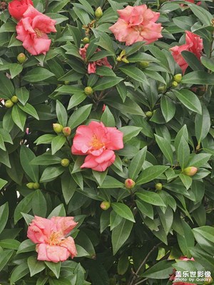 【秋尾拾光】+ 南方的秋綠油油