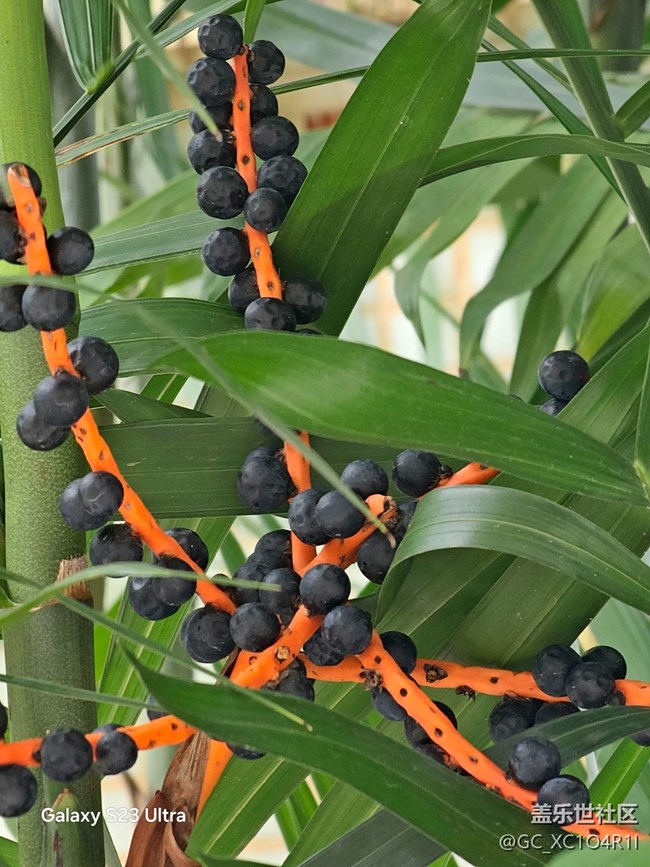 【拾秋鏡畫】游園