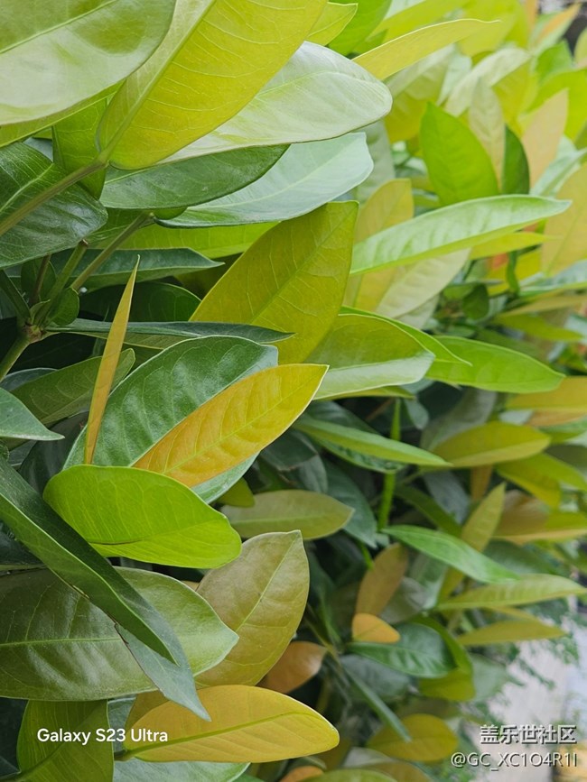 【拾秋鏡畫】游園