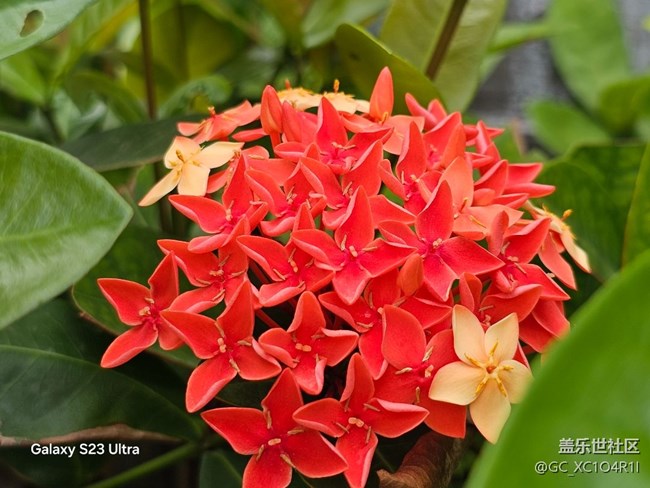 【拾秋鏡畫】游園