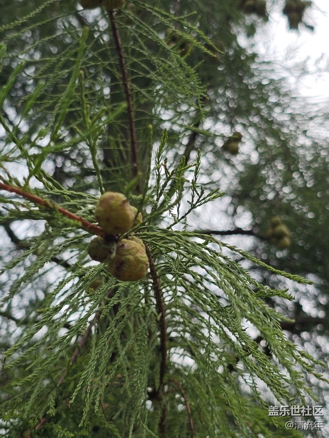 【秋天的明信片】秋日散步