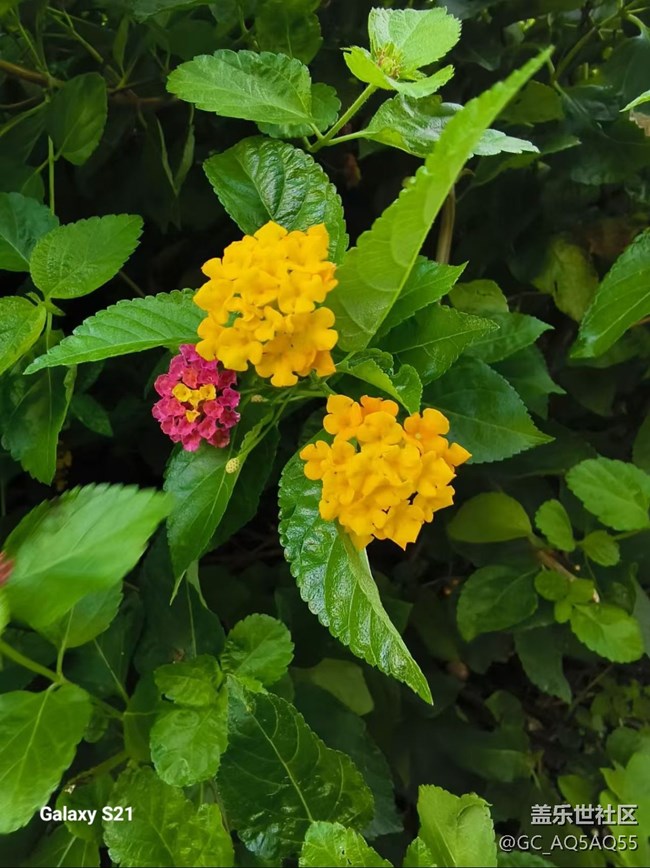 【拾秋鏡畫】周末去賞秋