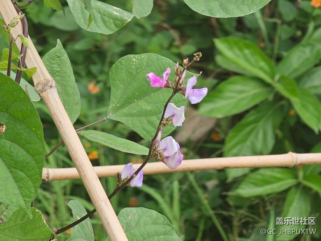 【秋天的明信片】十月色彩