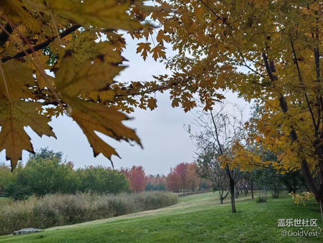 【與秋天合個影】秋意正濃，木葉盡染