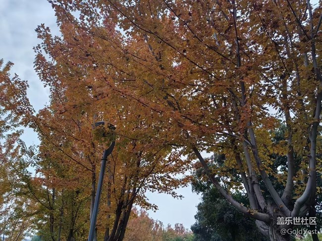 【與秋天合個影】秋意正濃，木葉盡染