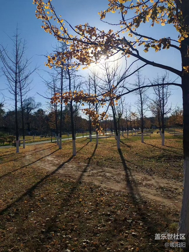 【秋季采風計劃】遼寧大學銀杏采風