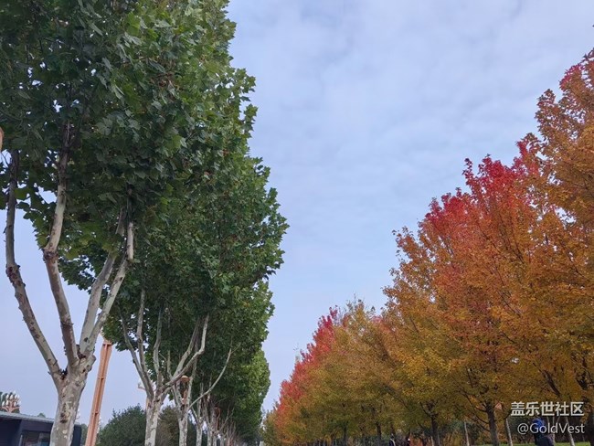 【與秋天合個影】秋意正濃，木葉盡染