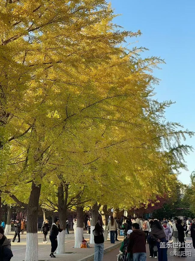 【秋季采風計劃】遼寧大學銀杏采風