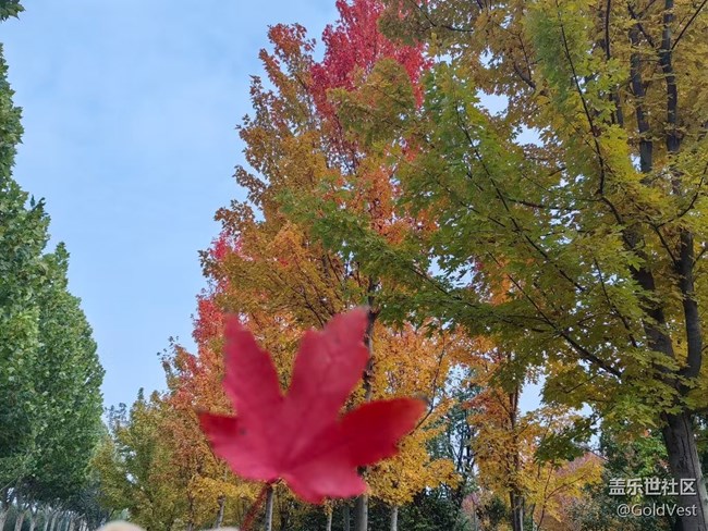 【與秋天合個影】秋意正濃，木葉盡染
