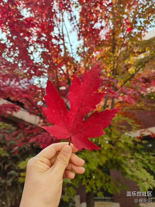 【秋季采風(fēng)計劃】秋風(fēng)執(zhí)筆，楓葉蘸染霞光。