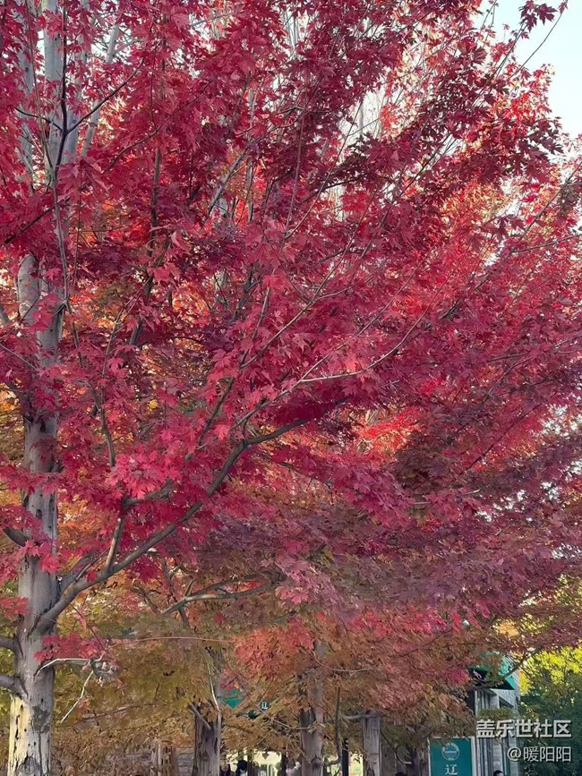 【秋季采風(fēng)計劃】秋風(fēng)執(zhí)筆，楓葉蘸染霞光。