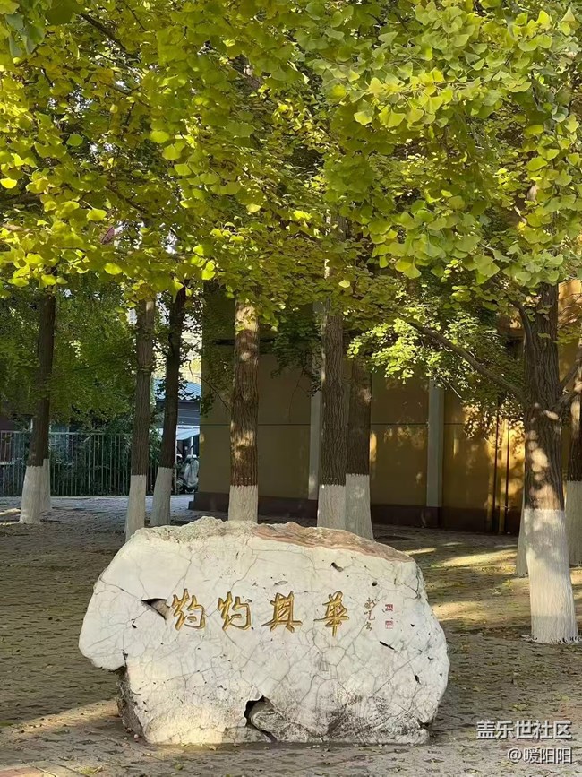 【秋季采風計劃】遼寧大學銀杏采風