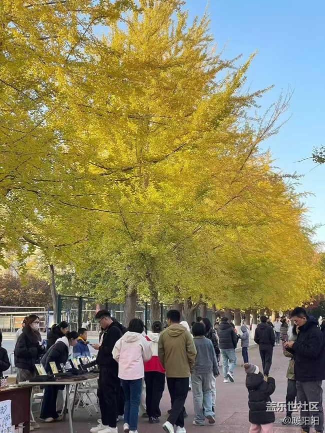 【秋季采風計劃】遼寧大學銀杏采風