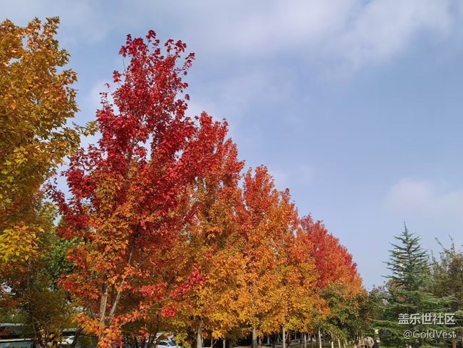 【與秋天合個影】秋意正濃，木葉盡染