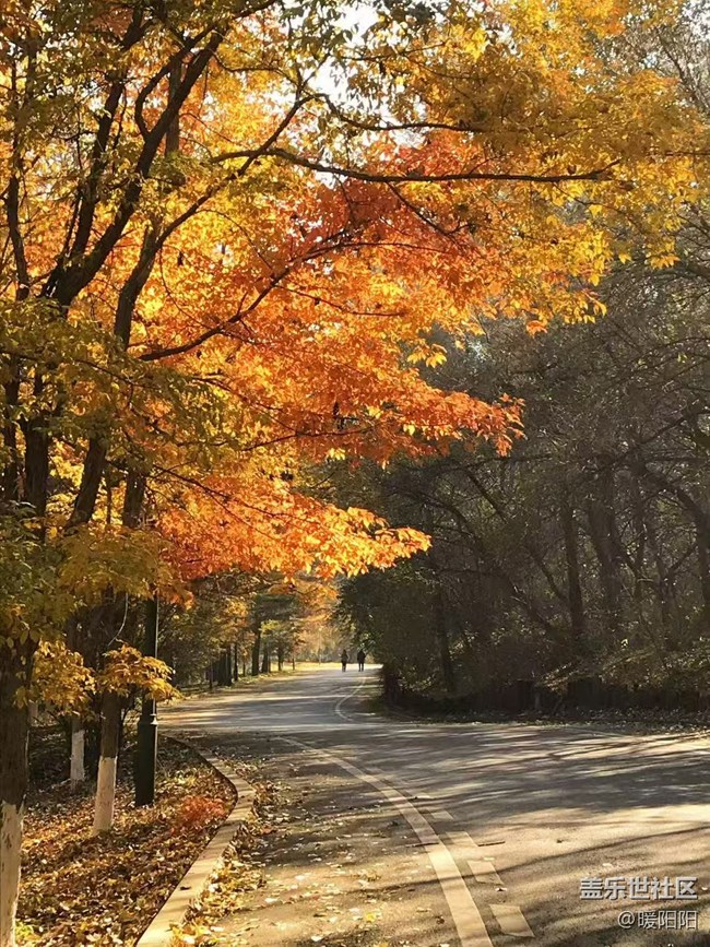 【秋季采風計劃】遼寧大學銀杏采風