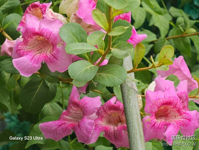 【拾秋鏡畫】看花開