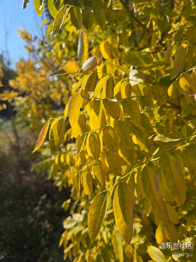 【與秋天合個影】秋日里的色彩