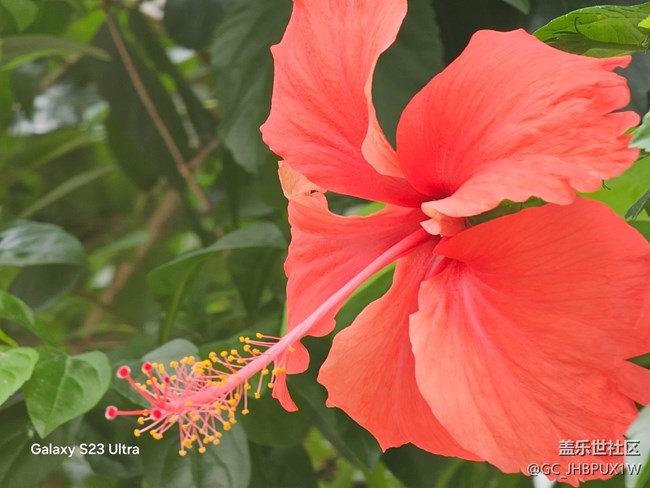 【拾秋鏡畫】看花開