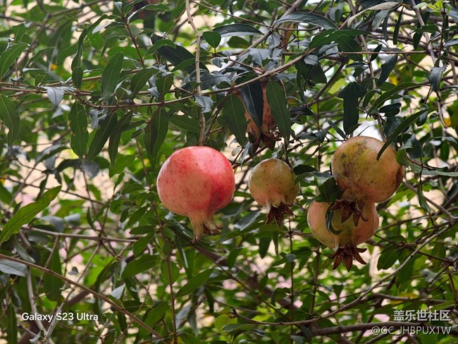【拾秋鏡畫】看花開