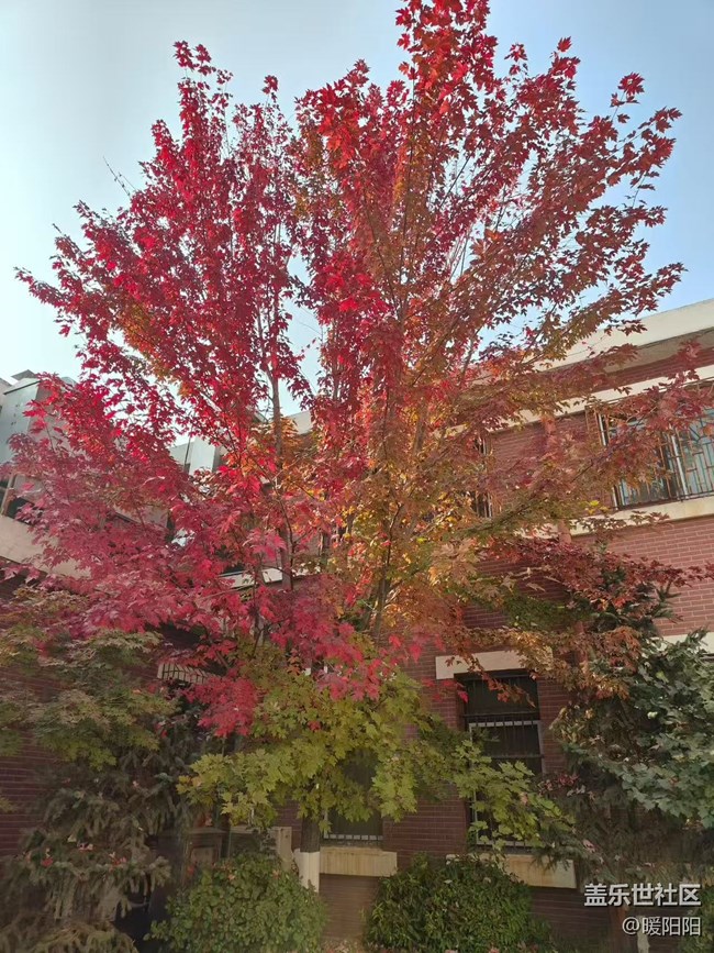 【秋季采風(fēng)計劃】秋風(fēng)執(zhí)筆，楓葉蘸染霞光。