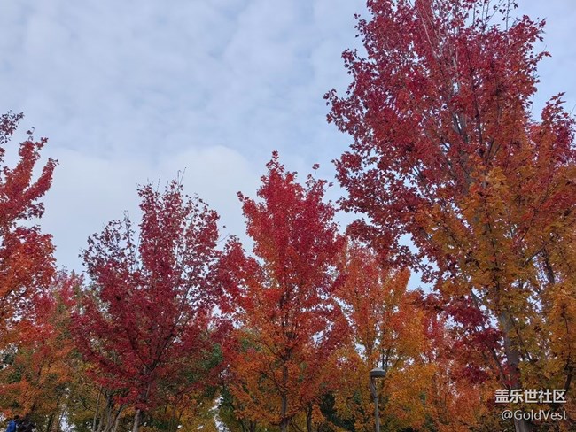 【與秋天合個影】秋意正濃，木葉盡染