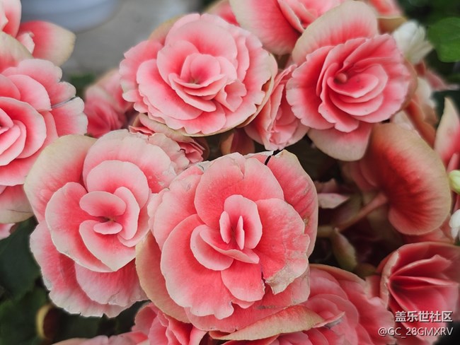 【生活微光】門(mén)口花壇