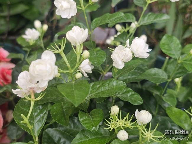 【生活微光】門(mén)口花壇