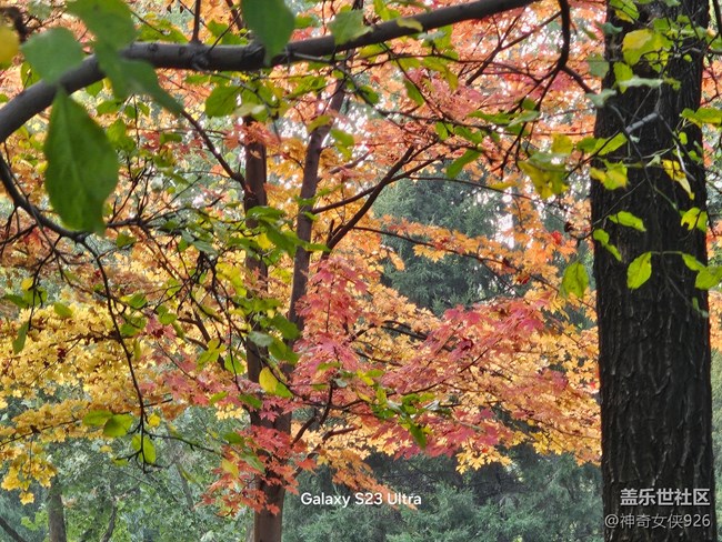 【生活微光】霜落葉紅時(shí)