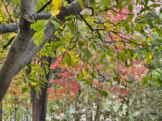 【生活微光】霜落葉紅時(shí)