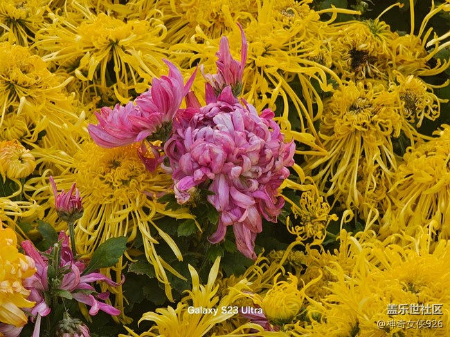 【生活微光】菊花