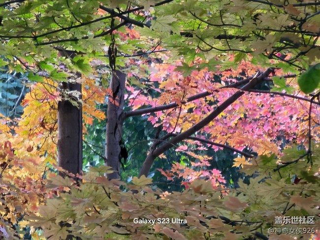 【生活微光】霜落葉紅時(shí)