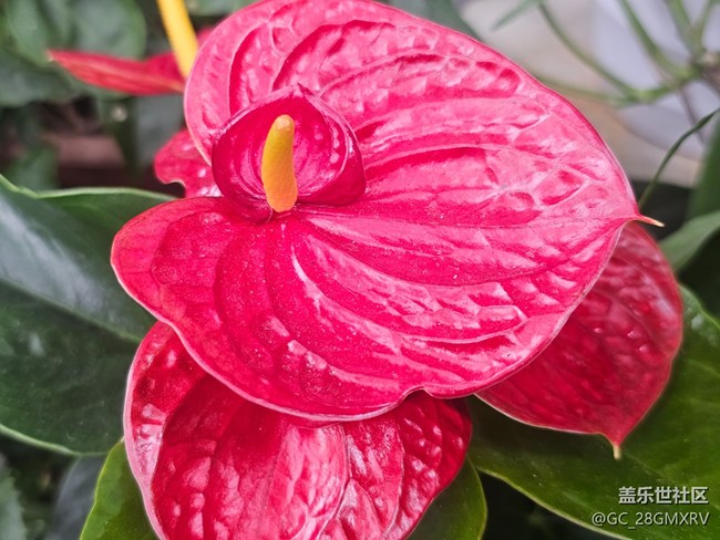 【生活微光】門(mén)口花壇