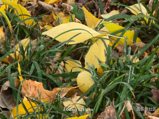 【生活微光】落葉