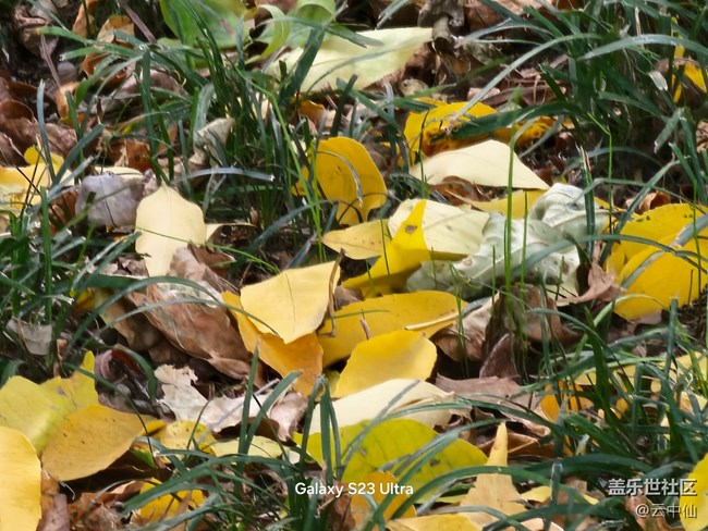 【生活微光】落葉