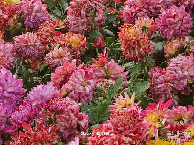 【生活微光】菊花