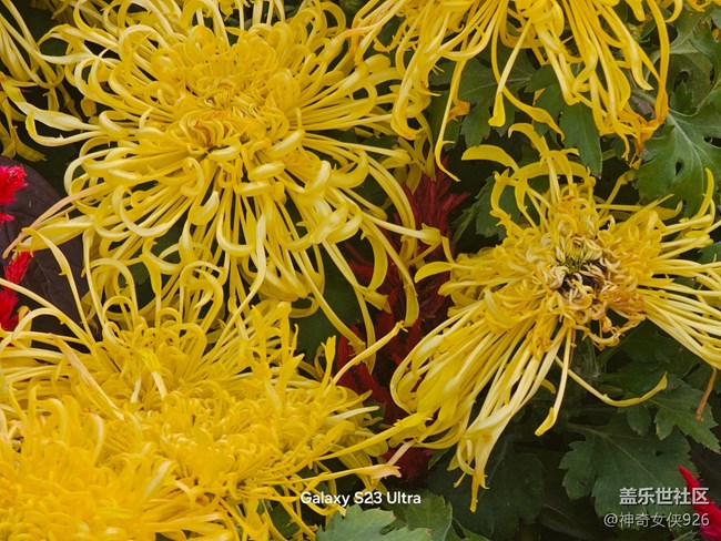 【生活微光】菊花