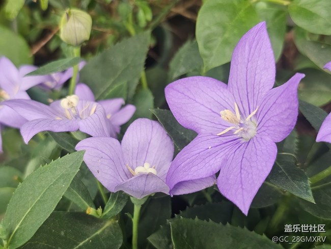 【生活微光】門(mén)口花壇